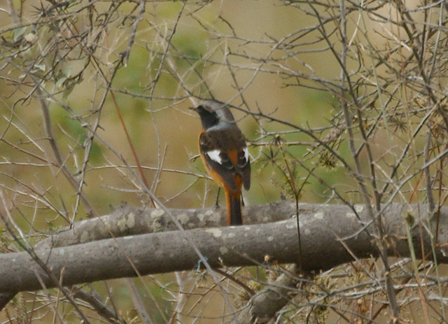 DSC06155_2.JPG DSC06155_2.JPG