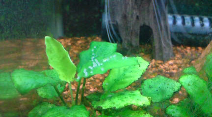 090417_1821~01.JPG 090417_1821~01.JPG