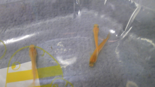 090620_1633~01.jpg 090620_1633~01.jpg